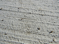 Entomobrya