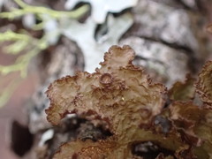 Tuckermanopsis platyphylla