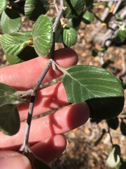 Cercocarpus traskiae