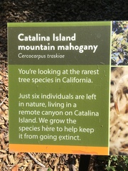 Cercocarpus traskiae