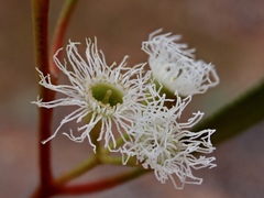 Eucalyptus gracilis
