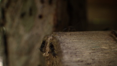 Dolichoderus bispinosus