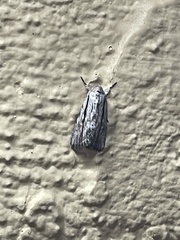 Catabenoides