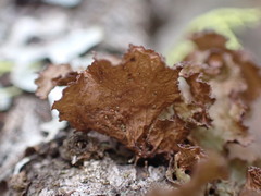 Tuckermanopsis platyphylla