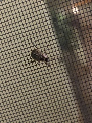 Exomala orientalis