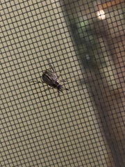 Exomala orientalis