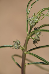 Asclepias rusbyi