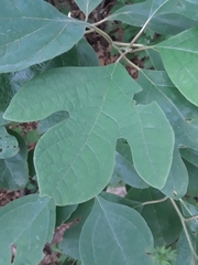 Sassafras albidum