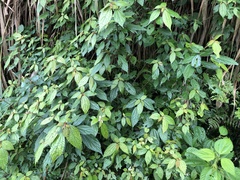 Oreocnide frutescens