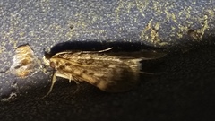 Aglossa pinguinalis