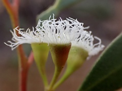 Eucalyptus gracilis