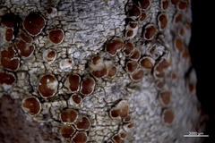 Lecanora cinereofusca