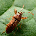 Seed Bugs and Allies - Photo (c) Buddy, some rights reserved (CC BY-NC), uploaded by Buddy