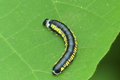 Cyclidia substigmaria