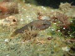 Gobiesox rhessodon