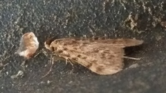 Aglossa pinguinalis