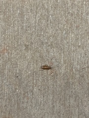 Smodicum cucujiforme