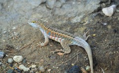 Red-Sided Curly-Tailed Lizard photo 3