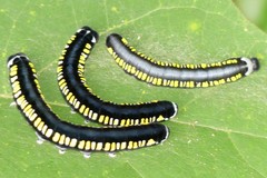 Cyclidia substigmaria