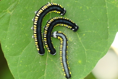 Cyclidia substigmaria