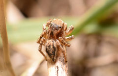 Habronattus texanus