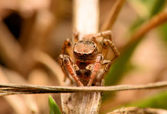 Habronattus texanus