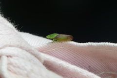 Petalocephala