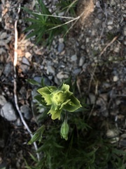 Castilleja unalaschcensis