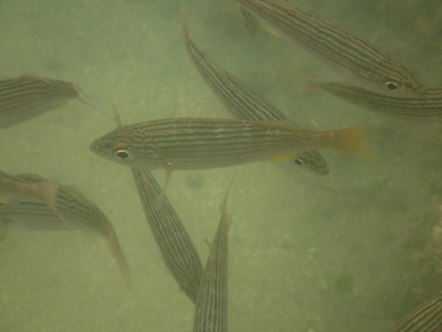California Salema