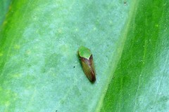 Petalocephala
