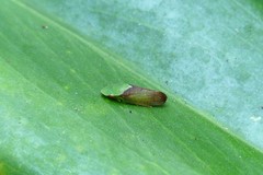 Petalocephala