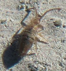 Entomobrya unostrigata