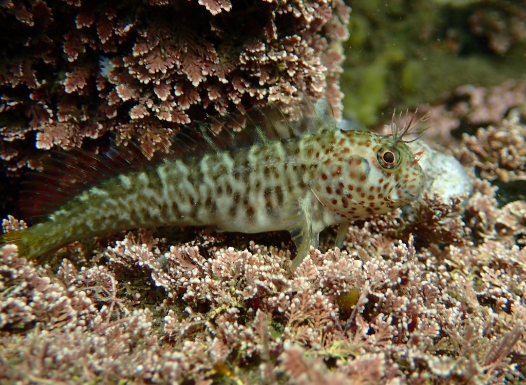 Mussel Blenny