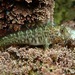 Mussel Blenny - Photo (c) Alex Bairstow, some rights reserved (CC BY-NC), uploaded by Alex Bairstow