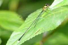 Coeliccia chromothorax
