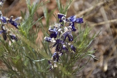 Sophora stenophylla