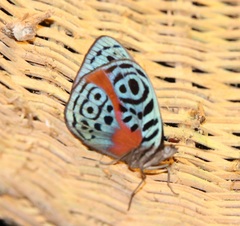 Eunica sophonisba