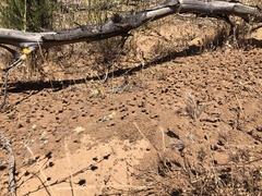 Diadasia bituberculata