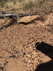 Diadasia bituberculata