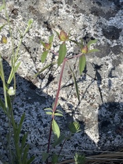 Monardella breweri lanceolata