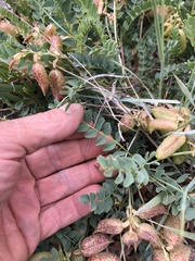 Astragalus oophorus