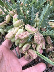 Astragalus oophorus