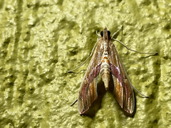 Agathodes designalis