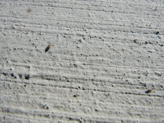 Entomobrya unostrigata