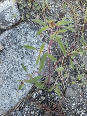 Monardella breweri lanceolata