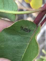 Stigmella prunifoliella