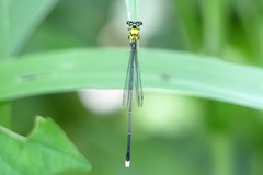 Coeliccia chromothorax