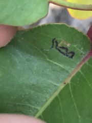 Stigmella prunifoliella