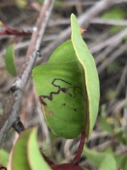 Stigmella prunifoliella