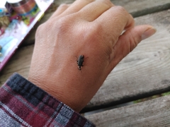 Atalantycha neglecta